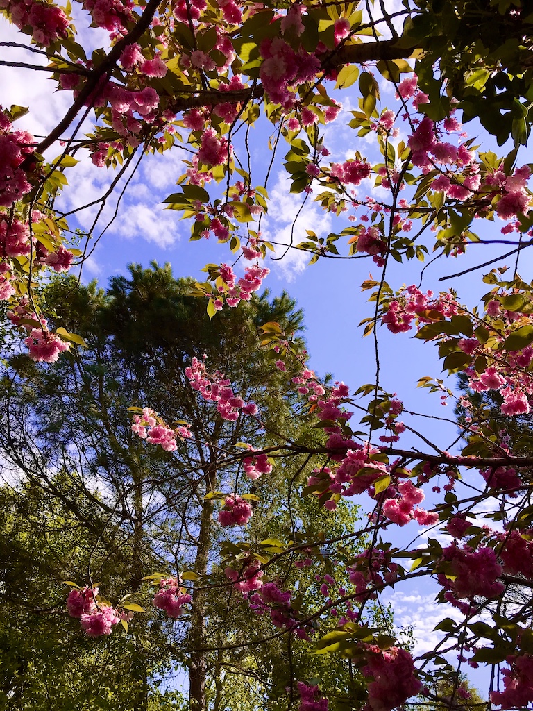 Branches & Flowers